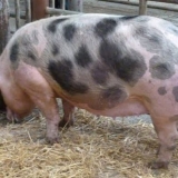 Opis pasmine pietrain svinja